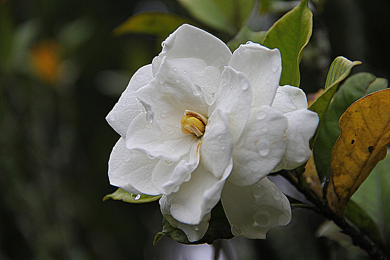 Biały kwiat gardeni