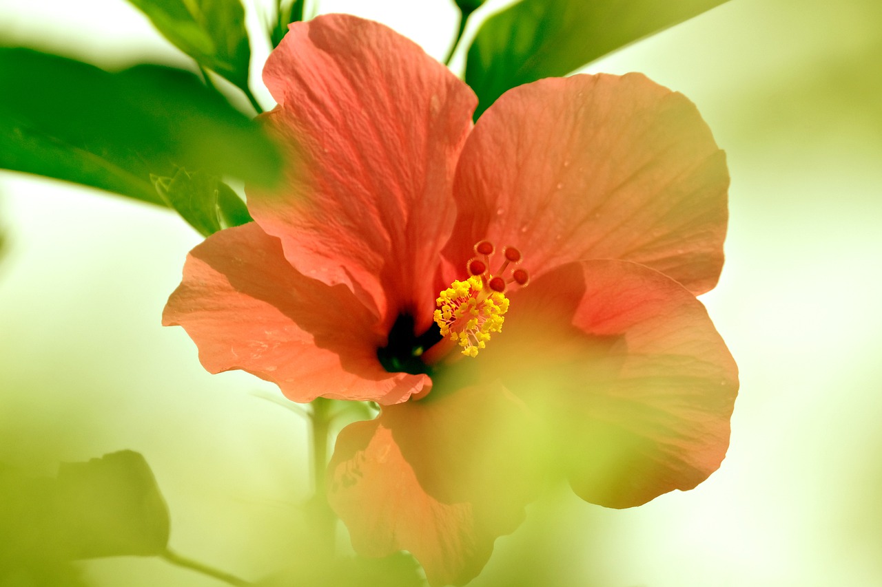Pomarańczowy hibiskus