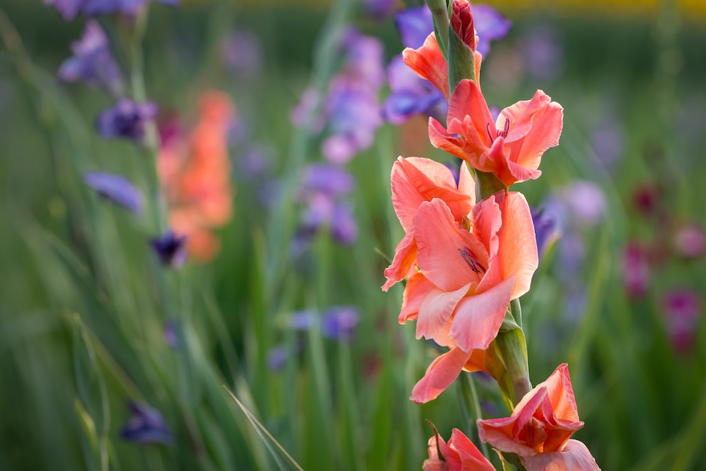 Stworzony ogród w stylu prowansalskim z kolorowymi kwiatami