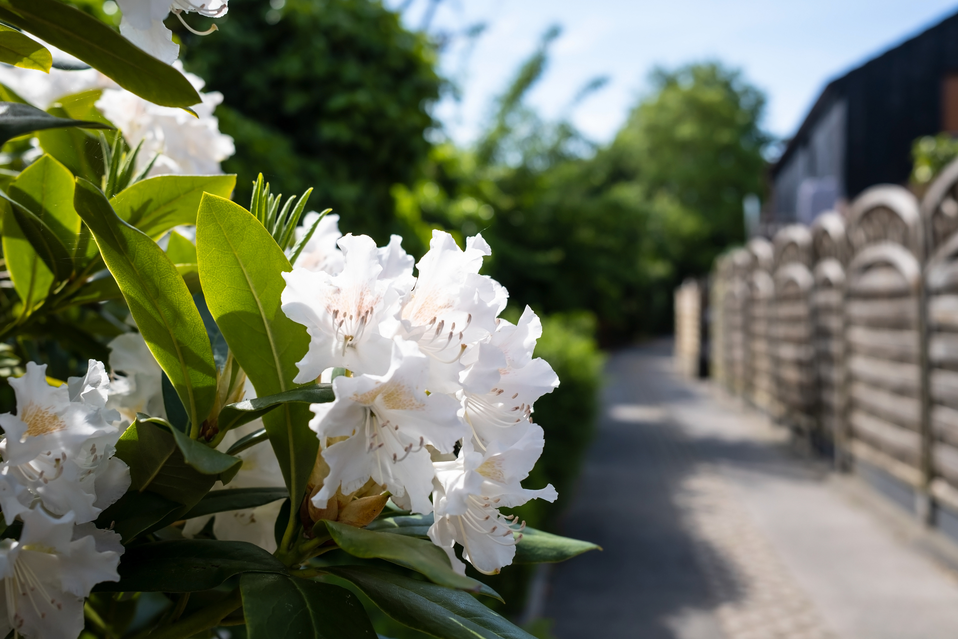 Biały rododendron rośnie w ogrodzie przed domem