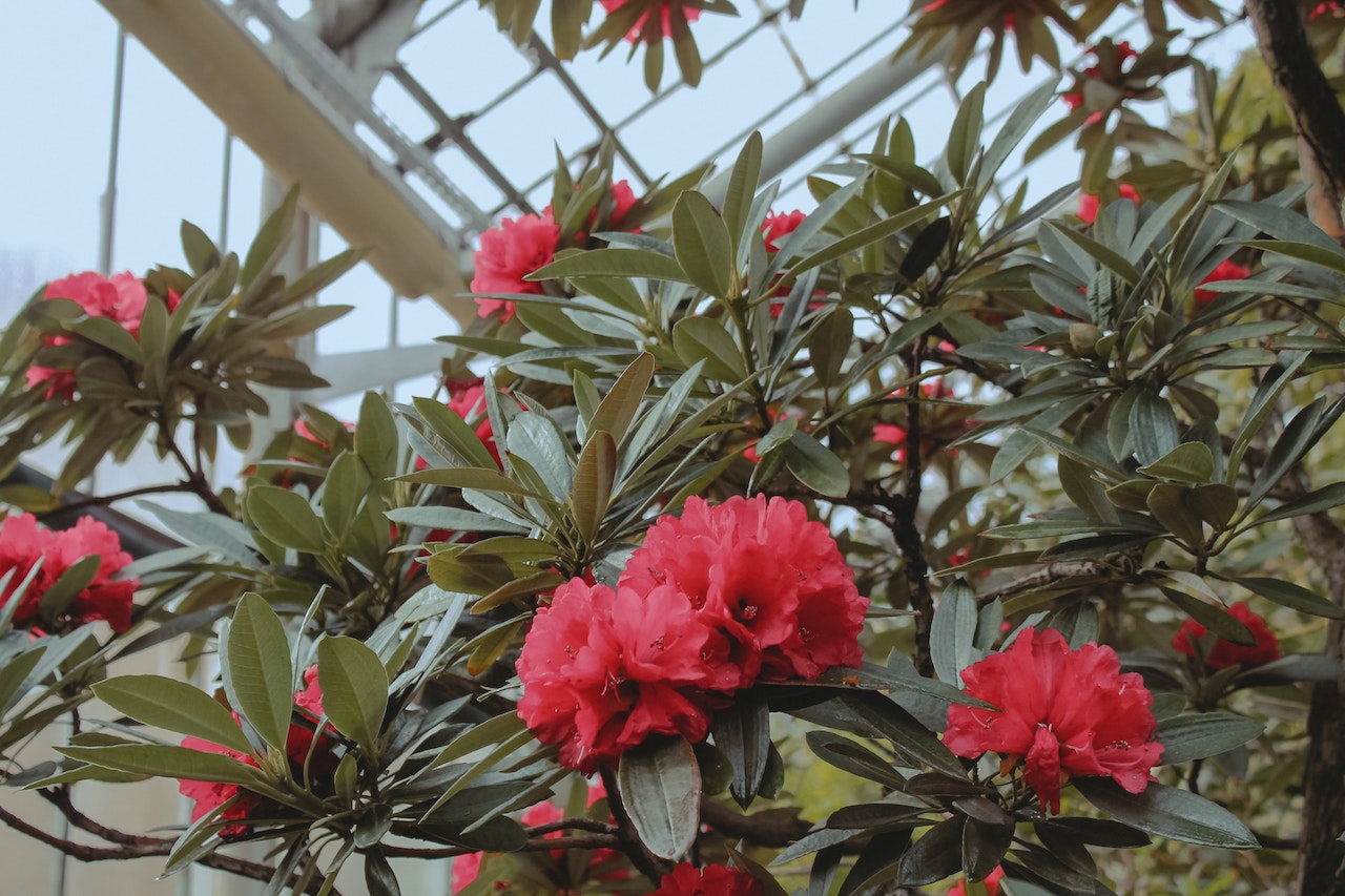 Czerwone kwiaty rododendrona rosną w ogrodzie