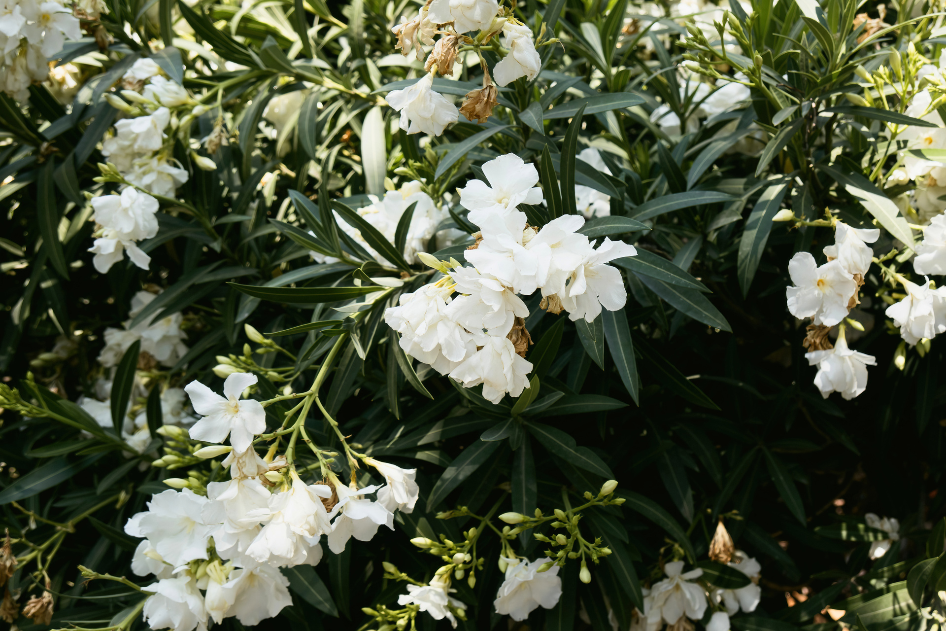 Biały rododendron rośnie w ogrodzie