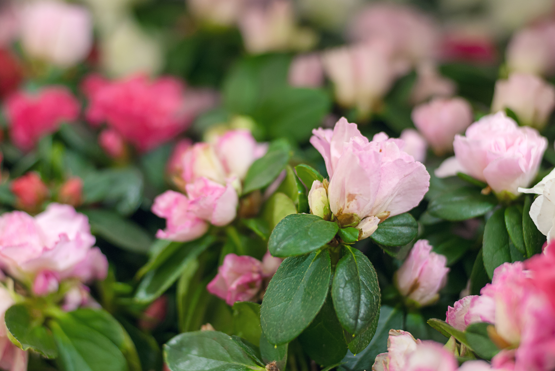 Rozmnożony różowy rododendron rośnie w ogrodzie