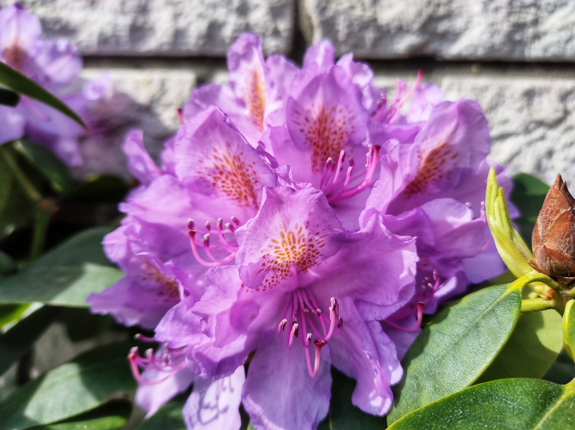 Rhododendron Rasputin rośnie w ogrodzie