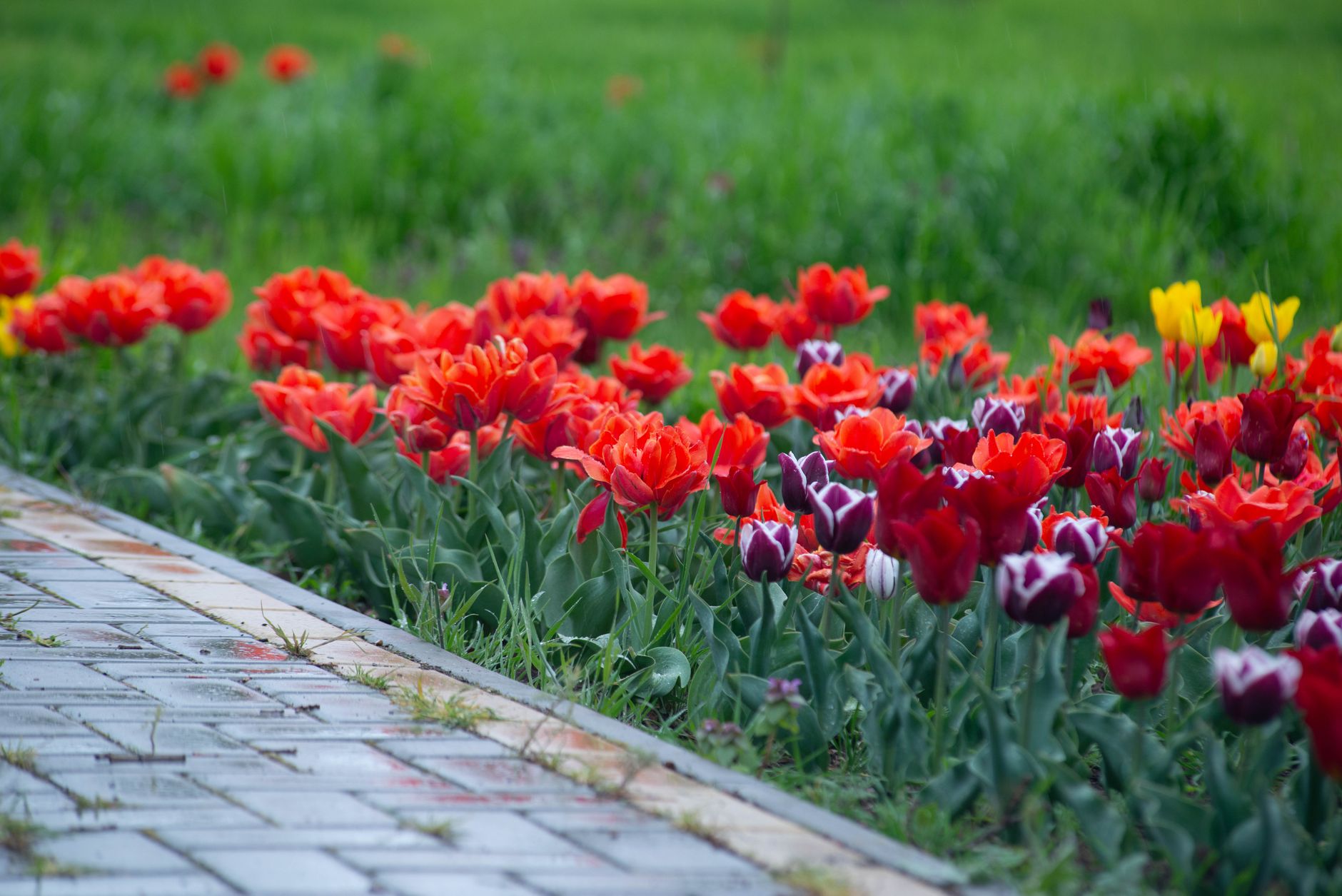 Kiedy sadzić tulipany? Najlepszy termin i zasady sadzenia cebulek